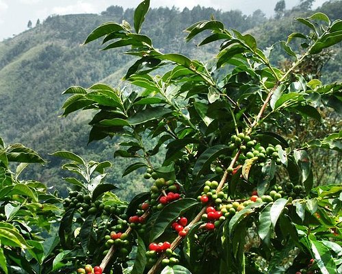 Freshly prepared Jamaica Blue Mountain Coffee