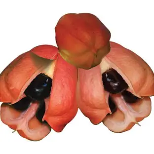Ackee pods fresh from the tree