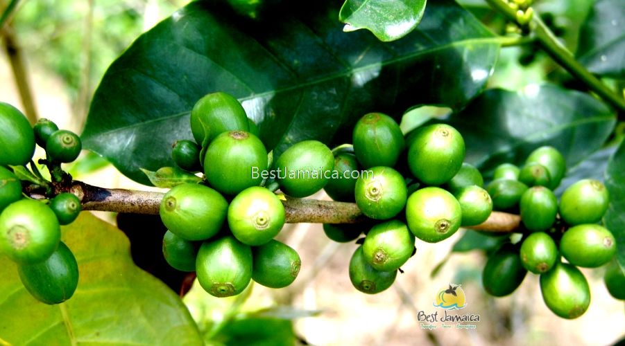 Cup of Jamaica Blue Mountain Coffee with beans