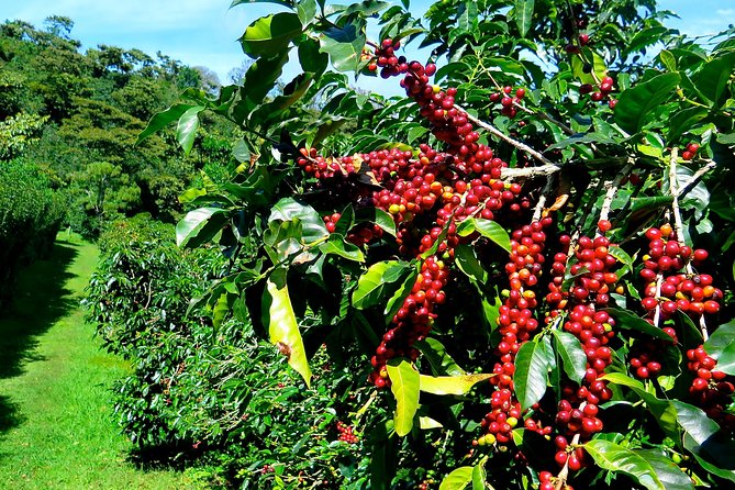 Ripe coffee cherry (coffee berry) from the Blue Mountains